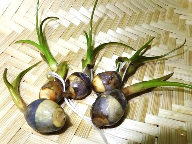 Amazon.co.jp: 416.6.3水生植物 水辺植物 メダカ金魚水草 抽水植物